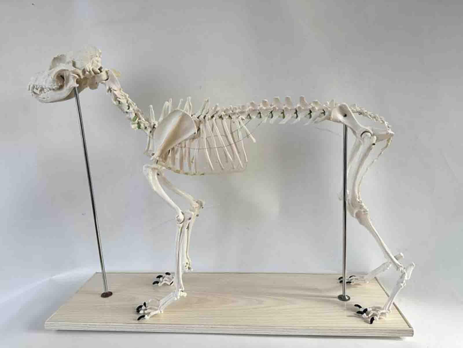 Model szkieletu dużego psa – medyczny model anatomiczny psa | Animal Specimens Dog Skeleton Anatomy 93 * 38.5 * 82.5 CM Professional Veterinary Model on Base