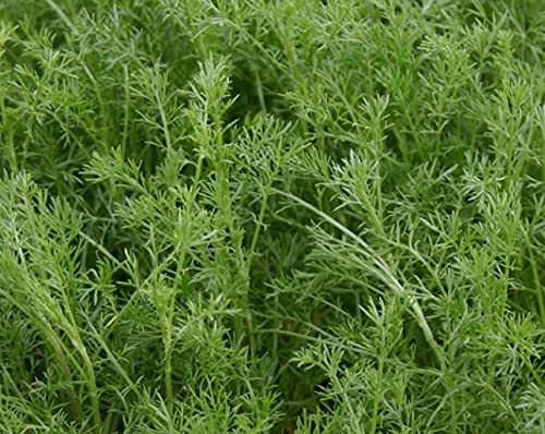 Sweet Chamomile Chamaemelum nobile herb Plant Bees Butterflies 9cm Pot .