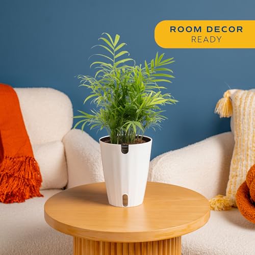 Image of Costa Farms Parlor Palm Live Plant in Plastic Pot, Air Purifying Indoor Houseplant, Perfect for Home, Room, or Office Decor, Great House Warming or Birthday Gift, 14-18 Inches Tall