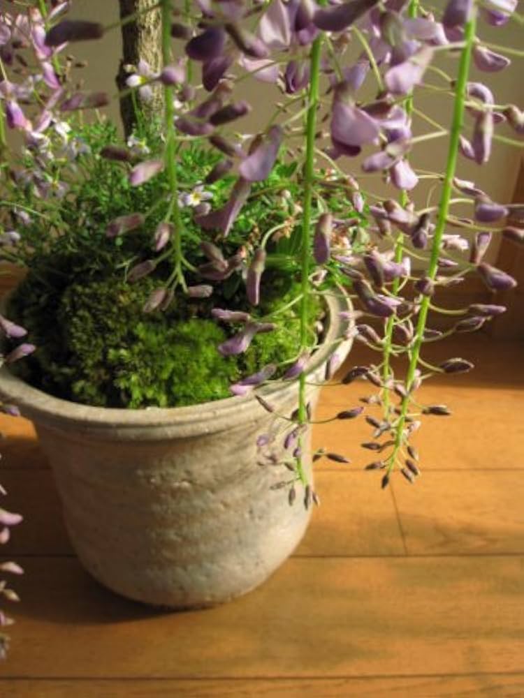 Amazon | 可憐に咲き 薄紫の藤盆栽 贈り物にも最適 藤盆栽 | 盆栽