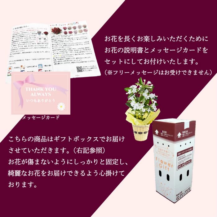 【花苗】マダガスカルジャスミン ② ４号鉢ごと メルカリ便発送　母の日に❤︎ Amazon.co.jp: 早割り 【早くお届け！】 母の日ギフト マダガスカル