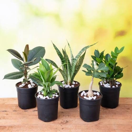 Mphmi Seedless Plant Plants Top 5 No Fail Plants Rubber Tree Peace Lily, Adenium Super Marble Snake Zamioculcas Indoor Plants for Oxygen Rubber Tree (B0D227KYJ2) Amazon Price History, Amazon Price Tracker