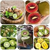 semillas de kiwi - kiwis camas elevadas para jardín en extremadamente resistentes orgánicas 300pcs