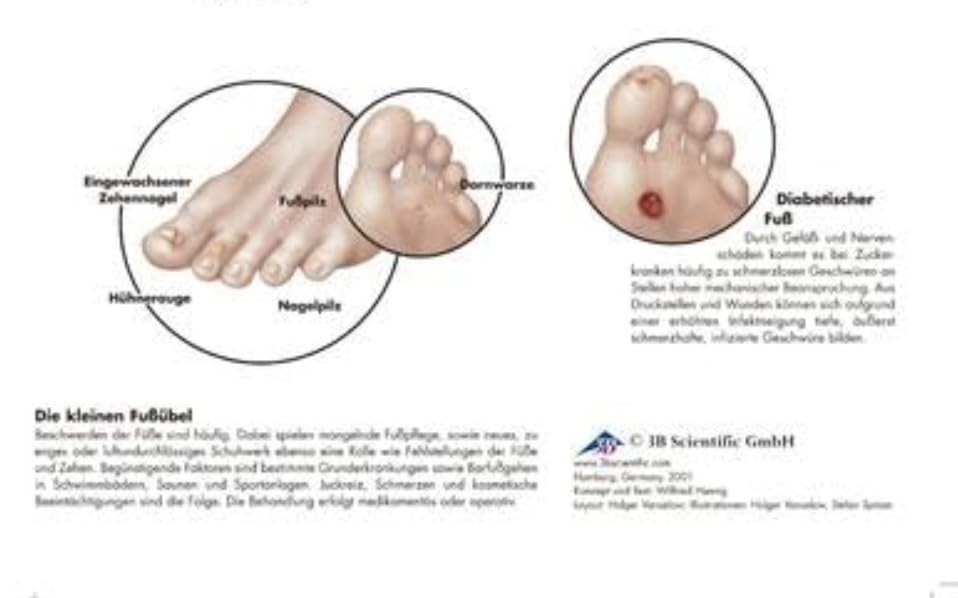 3B Scientific Fuß Und Fußgelenk Anatomie Modell