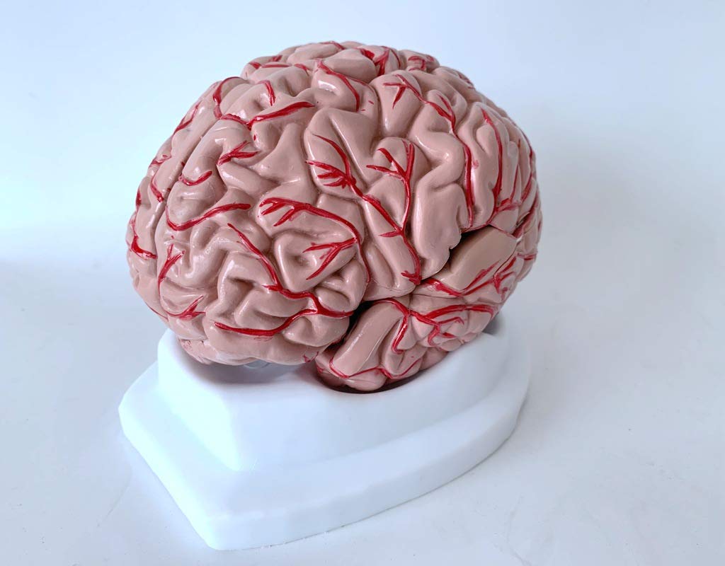 Sjdopulse A Human Brain Model - Brain Natomical Model - Medical Natomical Cerebrovascular Cerebral Rtery Brain Stem Cerebral Cranial Nerve Teaching Model (A)