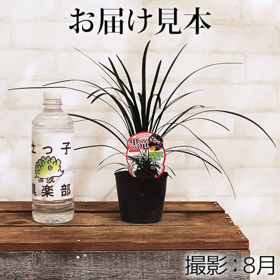 ぴかん様用　購入済みです。　龍の髭　黒龍　２株１ポット　2－2-(1) 　抜き苗 ぴかん様用 購入済みです。 龍の髭 黒龍 2株1ポット 2－