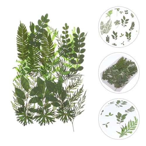 Set de hojas secas reales para manualidades con 7 patrones naturales miniatura 3