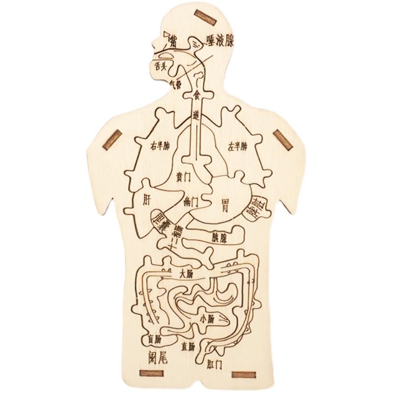 Human Digestive System Model Science and Technology Small Production Kindergarten Scientific Experiment Handmade DIY Popular Science Early Education Puzzle