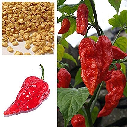 Golden Hills Farm hybrid Hybrid Variety Bhut Jolokia Ghost Pepper Chilli 40+ seeds (B093DSG6XP) Amazon Price History, Amazon Price Tracker