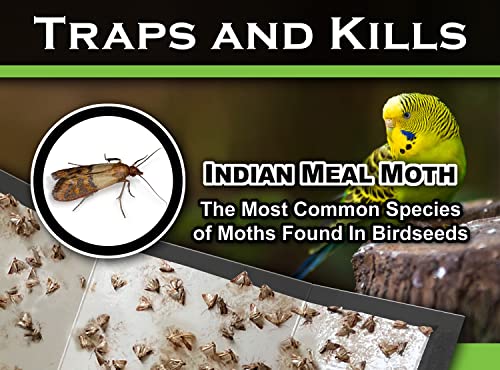 Piège à mites pour graines d'oiseaux dans le cellier - 4