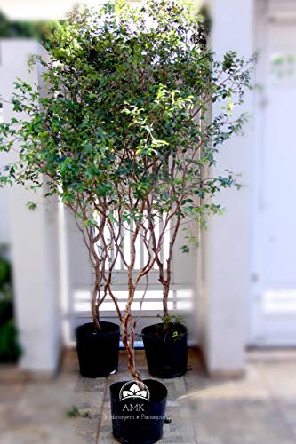 Muda Jabuticaba Sabará (Em Ciclo Produtivo)