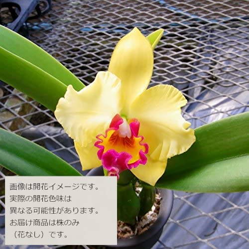 Amazon | 【花なし株のみ販売】JJPRO-HOME 蘭 ミニカトレア レモン