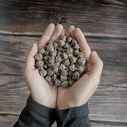 100 Piezas Hermosas Semillas De Moringa Perfectas Especies De árboles Ornamentales Comunes Plantadas En Un Ambiente Cálido Y Húmedo Disfrute De La Alegría De La Cosecha Cover