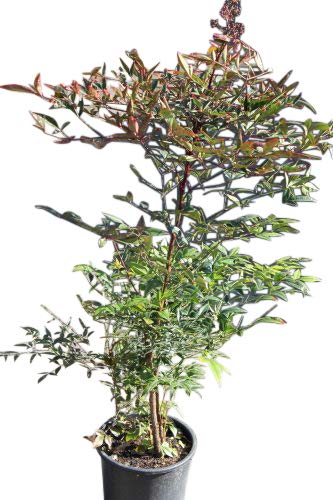 Nandina Domestica - Sacred Bamboo- Large Plants Approx 1M Tall