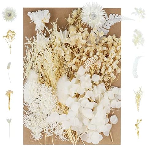 Pinenuts Dried Flowers for DIY Crafts Cover