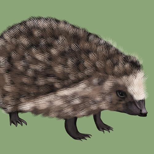 Hedgehog