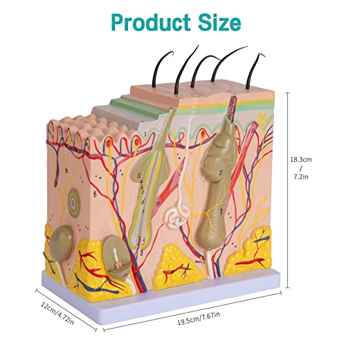 Image of Skin Anatomy Model - Skin Diagram Model Human Anatomy Skin Model Skin Structure 50X Magnification Model with Hair