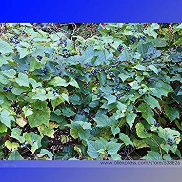 Rare PURPLE Flower VINE Called BEACH VITEX PRETTY! 50 + Seeds USA Seller
