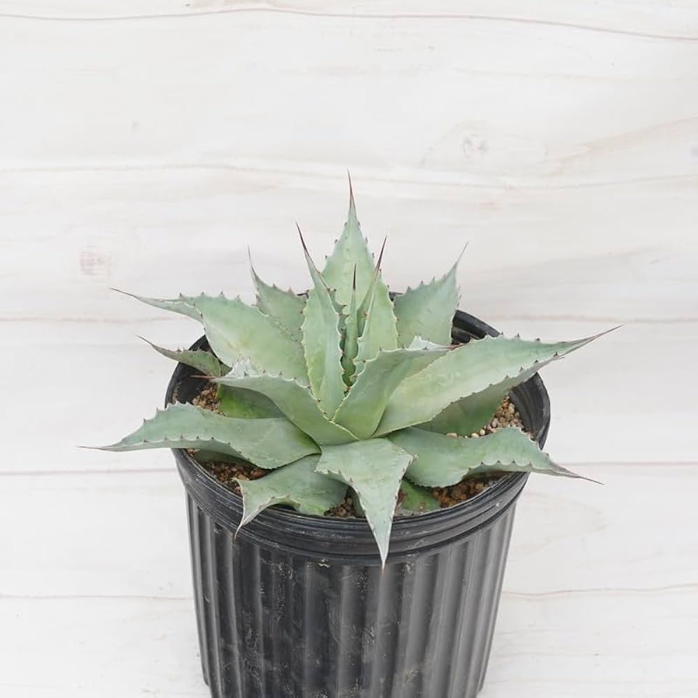 Amazon.co.jp: アガベ・オバティフォリア「ヴァンジー」 7号