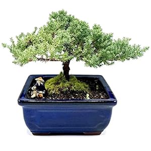 Live Dwarf Juniper Bonsai Tree | Indoor/Outdoor | 100% Handcrafted| Home and Office Décor | Best Gift for Holiday (M) Live Dwarf Juniper Bonsai Tree IndoorOutdoor 100 Handcrafted Home and Office Decor Best Gift for Holiday M
