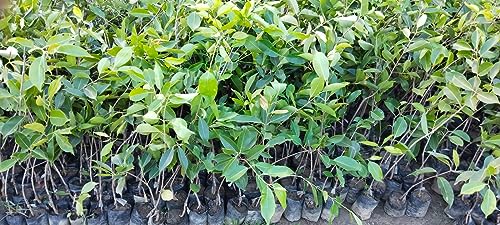 Image of Golden Bloom Thai Grafted White Jamun PLant & Tree (plant Height 1.5-2 FT) Next Year Get Fruits