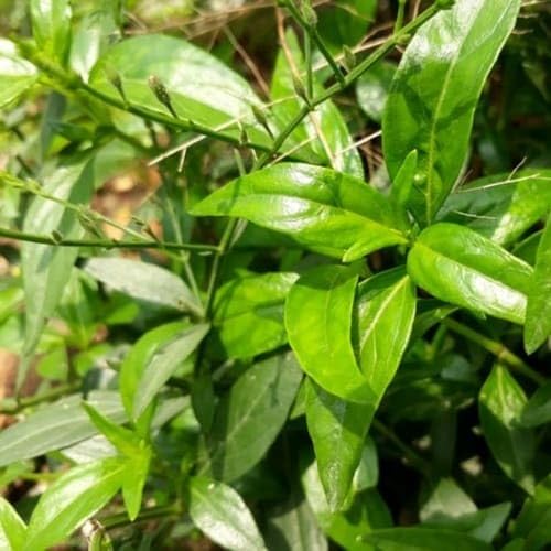 Daun Sambiloto - Andrographis paniculata Dried Leaf (600 gram)