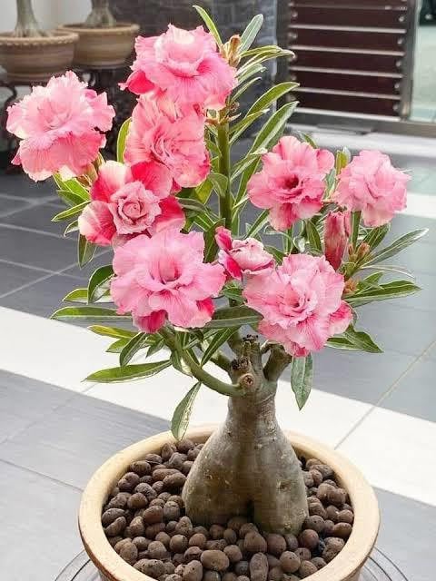 OXY GREEN PLANT®Adenium live plant, young plant Plants Plant Adenium Plant, Desert Rose (Black) - Plant Desert rose,adenium-image-23
