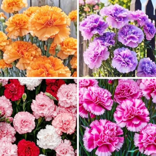 1000pcs Carnation Seeds - Fragrant Clove Pinks Heirloom Mix with 8 Colors Long Stem Cut Flowers for Bouquets Continuous Bloom Attracts Hummingbirds Non-GMO