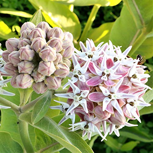 Outsidepride Asclepias Speciosa Showy Milkweed Garden Foliage Plant Seeds - 50 Seeds #TOP1