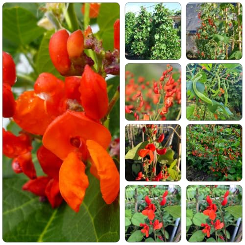 Semi di fagiolo scarlata semi di fagiolo giardino resistenti balcone beanias verdi biologici resistenti 100pcs