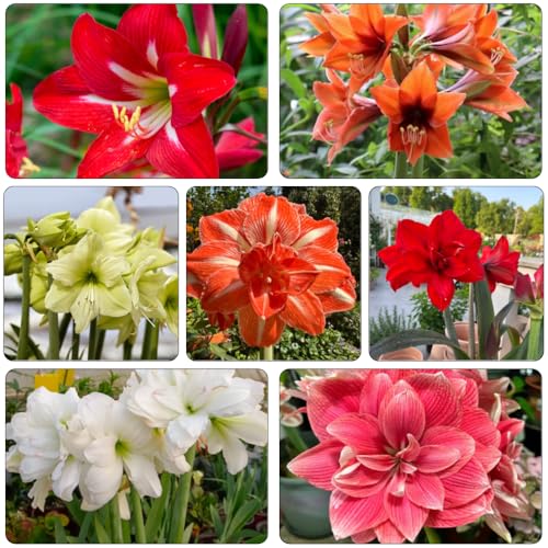 bulbi Amaryllis - Hippeastrum rutilum perenne resistenti silvestre di giardino ombra, decorazione giardino di Camas elevadas 5pcs