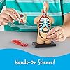 Learning Resources Modelo Anatómico Cuerpo Humano, Ages 8+, Maqueta de Anatomía Infantil con 31 Piezas, Aprendizaje Práctico sobre Órganos y Sistemas del Cuerpo, Incluye Guía Educativa y Soporte #2