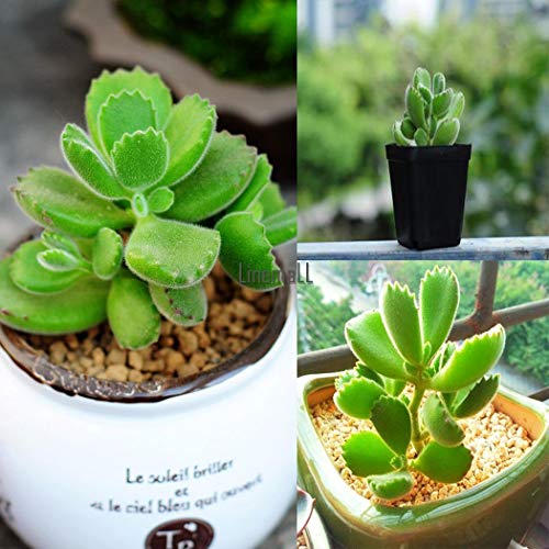 Portal Cool 20 Pz Orso Zampa Cactus succulento Cotyledon Tomentosa Seeds Lm:Seeds Only