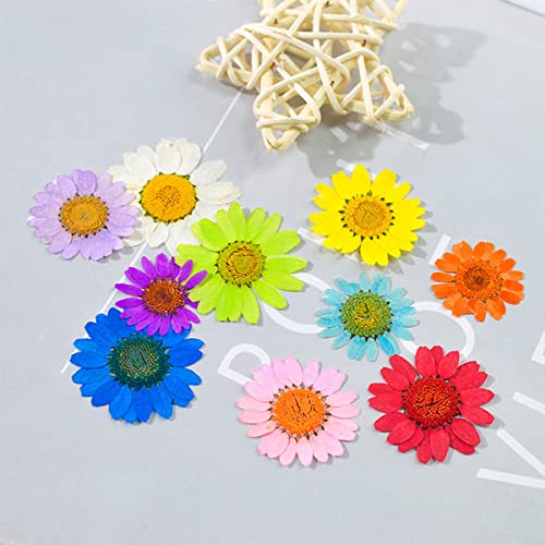 Flor natural prensada seca para manualidades y joyería miniatura 3