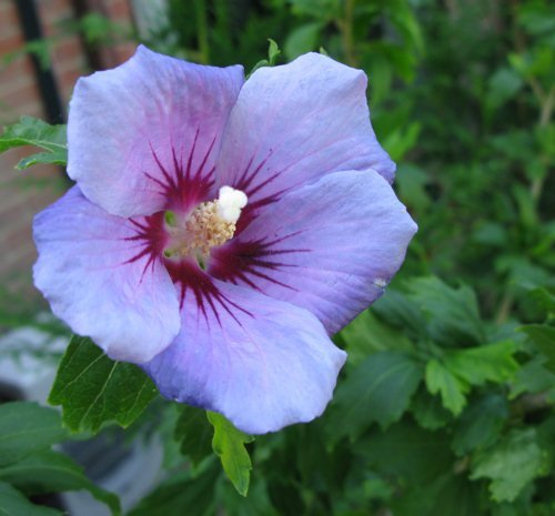 Blue Bird Hibiscus - Althea - Rose of Sharon - Live Plant - Quart Pot