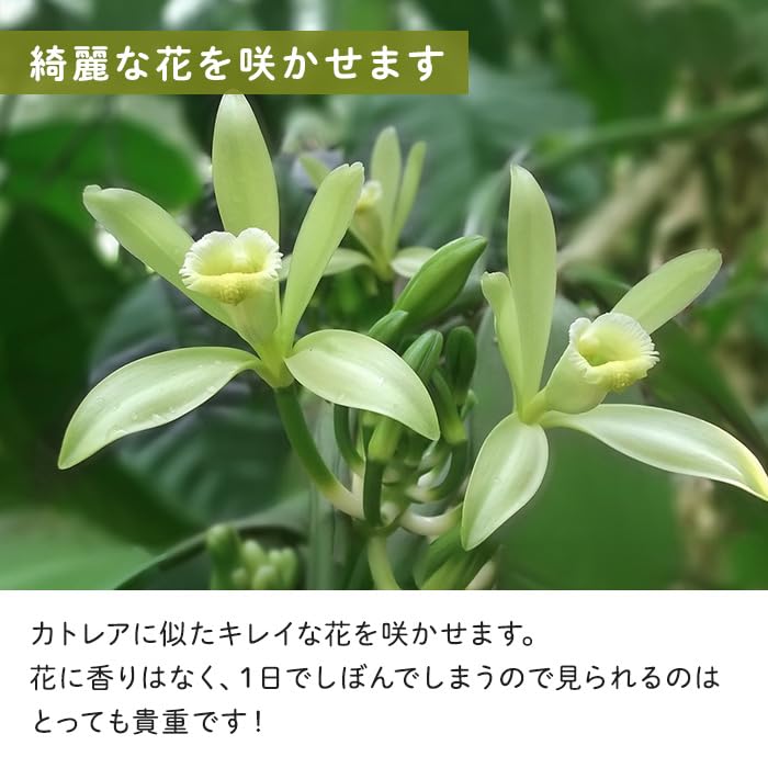 Amazon｜観葉植物 バニラ 3.5号鉢 蘭 ラン バニラビーンズ つる性 小型