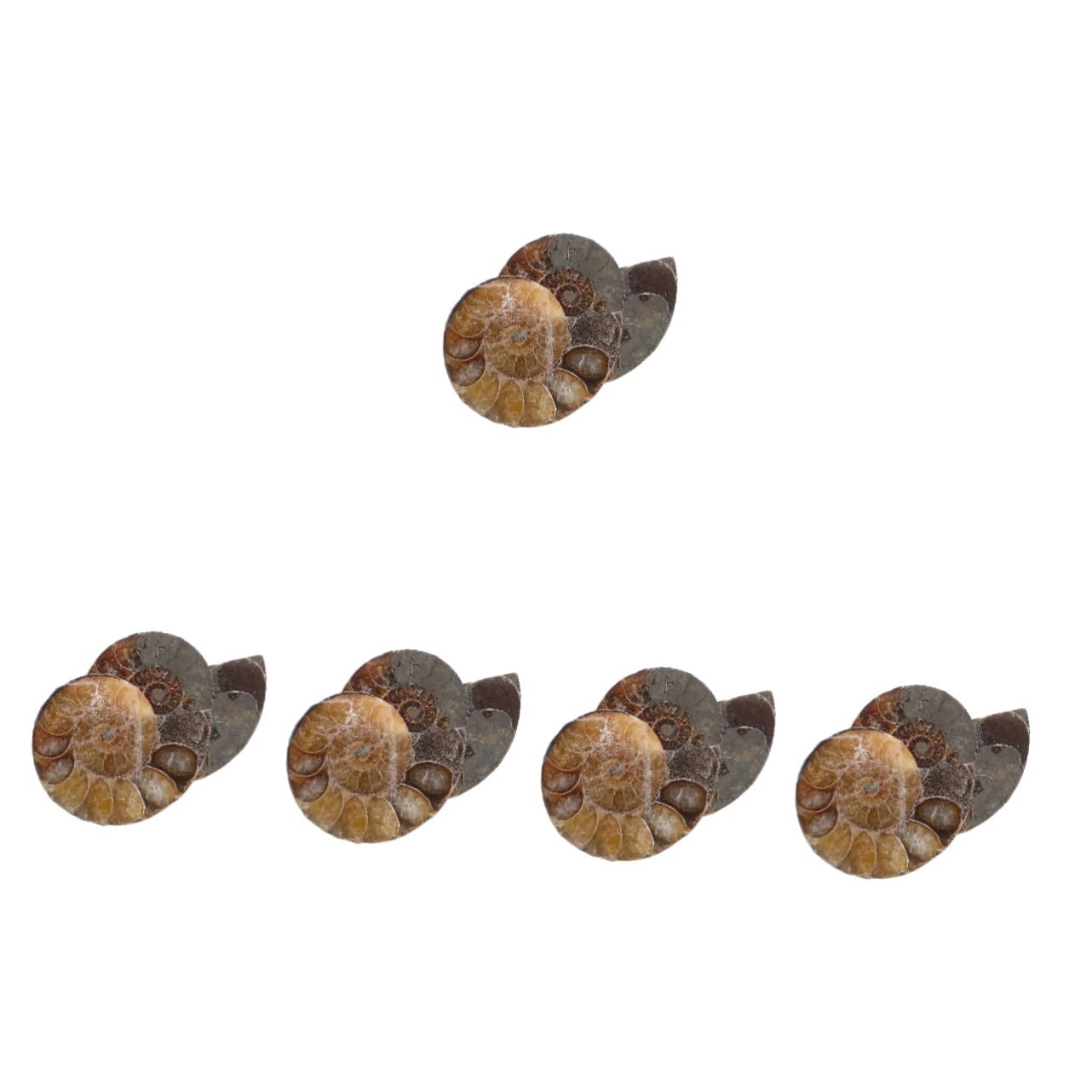 Cabilock 5 Sätze Modelle Zur Dekoration Ammoniten-exemplar Wissenschaftliches Exemplar Modelle Ornament Pädagogisches Ammonitenmodell Natürliches Muschelfossil Dark 2 Stück * 5