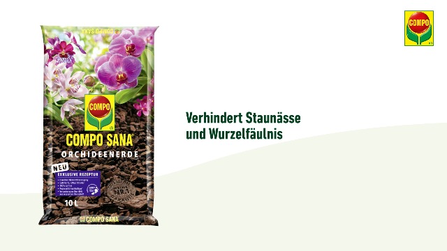 papaver somniferum saatgut Mchten Sie Schlaf-Mohn (lila) Samen kaufen?  Bio-Saatgut  Lottta
