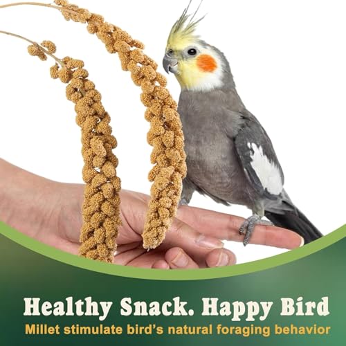RANZ 1LBS Spray Millet Treat for Pet Birds, Hand-Harvested Bird Snack, Natural Sun-Dried Millet Spray for Parakeets, Parrots, Cockatiels, Lovebirds, Budgies, Finches, Canaries - Image 5