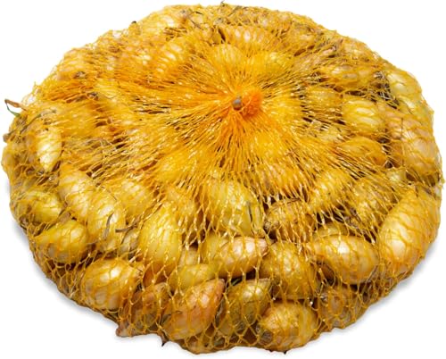 Winteria Gelbe Wintersteckzwiebeln 250g, Winterhart Ertragreich, Goldgelbe Schale, 10-24mm Sortierung