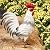 TERESA'S COLLECTIONS Garden Decor, White Rooster Garden Decor, Waterproof Metal Garden Statue, 17.5", Rooster Gifts, Garden Gifts for Women Mom Dad, Indoor/Outdoor