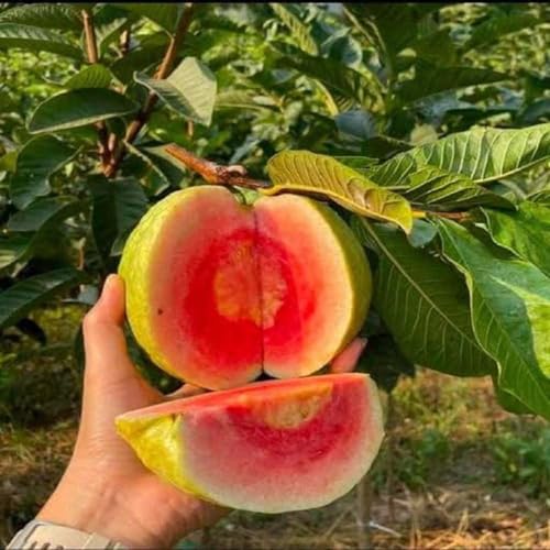 TAPOBON Guava Red Diamond Amrood Variety Fruit Grafted Live Plants & Tree(1.5-3 Feet Size)