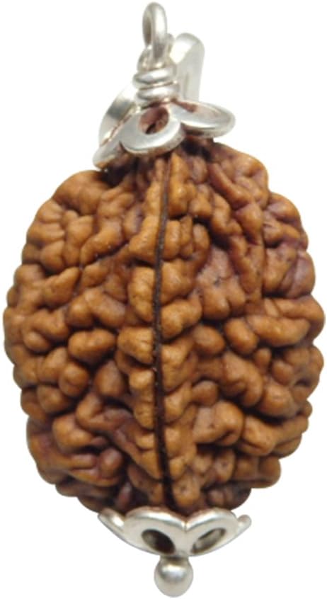 Arihant Gems & Jewels Two Faced Rudraksha Seeds Loose Beads, Rudraksha Beads (Elaeocarpus Ganitrus) Original