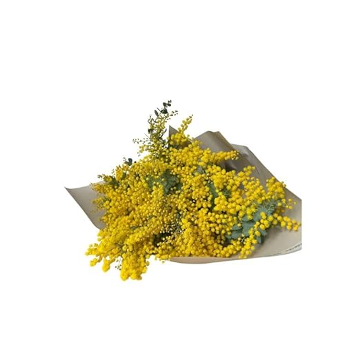 ミモザのブーケ 10本セット ※2026年3月中旬〜4月中旬頃に順次発送予定 ※離島への配送不可