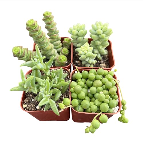 Sprout N Green Trailing Succulent Collection, 4 String Succulent Plant Fully Rooted in 2inch Starter Pot, Home Office Indoor Outdoor Wedding Decoration DIY Projects Party Favor
