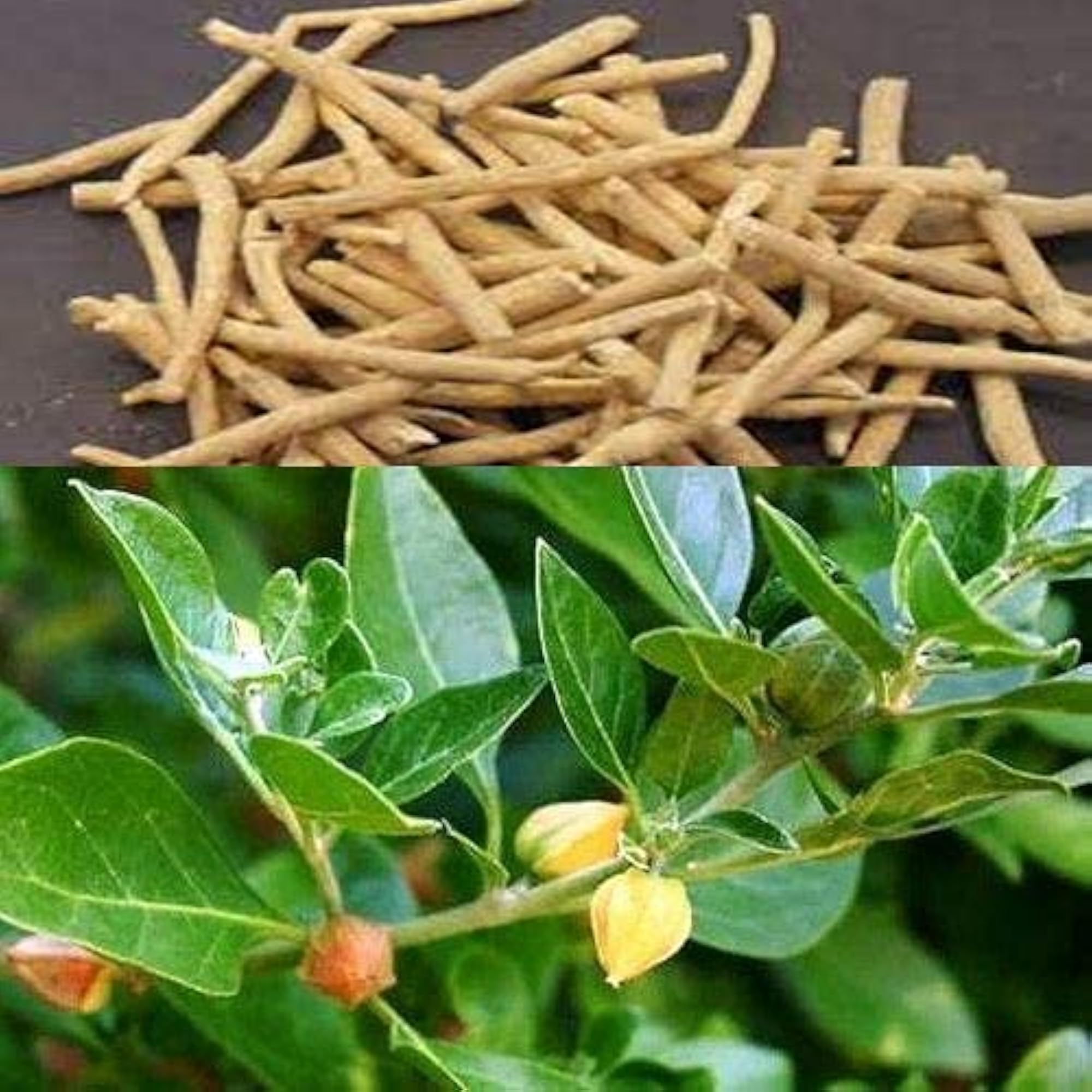 Village-Organica Ashwgandha Powder for Stamina & Immunity