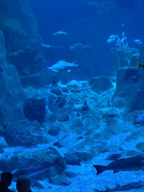 HCommerce Diabas Marmoriert dunkelgrauer Naturstein mit weißen Einschlüssen I Aquarium Rock Quartz (Gr. L 2-3 kg pro Stein) 10Kg