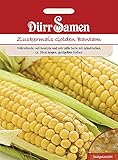 Dürr-Samen - 65 x Zuckermais 