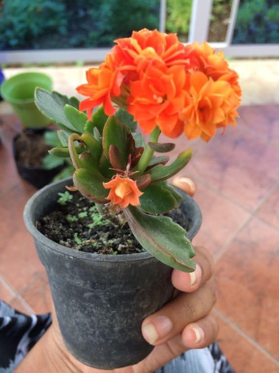 Kalanchoe Double Live Flower Plant with Beautiful Black Pot, You will Get Same Color as Shown in the Picture.(Pack of 1) (Orange)-image-43