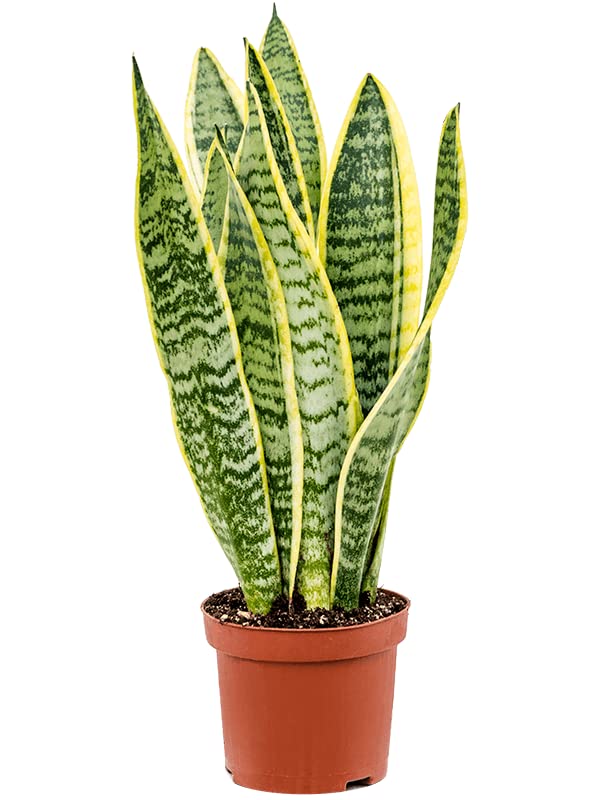 CAMBRIDGE BEE 1 x Sansevieria trifasciata LAURENTII Snake Plant - Mother in Laws Tongue - Indoor Easy Care Plant in 9cm Pot, Yellow
